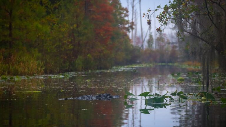 Savory Swamp Soup Recipes for a Taste of the Wild